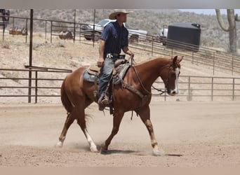 American Quarter Horse, Wallach, 9 Jahre, Rotfuchs