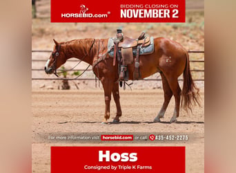 American Quarter Horse, Wallach, 9 Jahre, Rotfuchs
