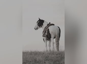American Quarter Horse, Wallach, 9 Jahre, Tobiano-alle-Farben