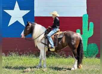 American Quarter Horse, Wallach, 9 Jahre, Tobiano-alle-Farben