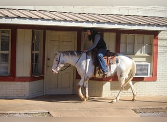 American Quarter Horse, Wallach, 9 Jahre, White