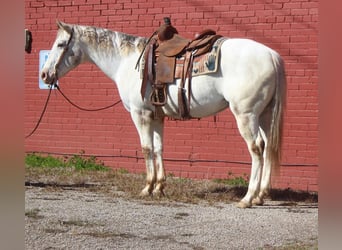 American Quarter Horse, Wallach, 9 Jahre, White