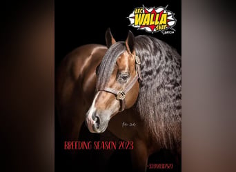 American Quarter Horse, Wallach, Fohlen (04/2026), Brauner