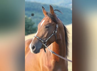 American Quarter Horse, Wallach, Fohlen (04/2026), Brauner