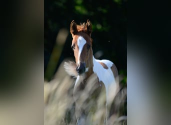 American Saddlebred, Étalon, 1 Année, 165 cm, Pinto