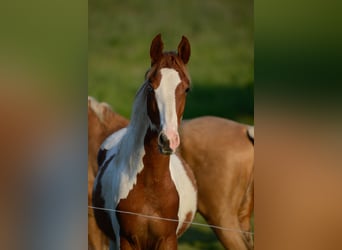 American Saddlebred, Étalon, 1 Année, 165 cm, Pinto