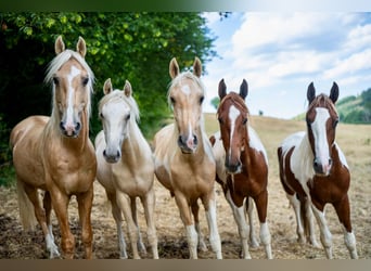 American Saddlebred, Étalon, 2 Ans, 165 cm, Pinto