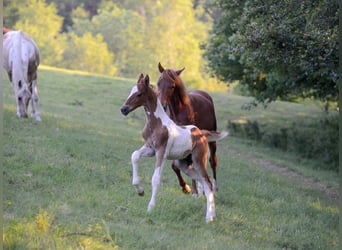 American Saddlebred, Étalon, 2 Ans, 165 cm, Pinto