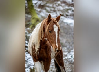 American Saddlebred, Étalon, 2 Ans, 165 cm, Pinto