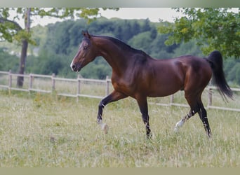 American Saddlebred, Étalon, 19 Ans, 162 cm, Bai brun