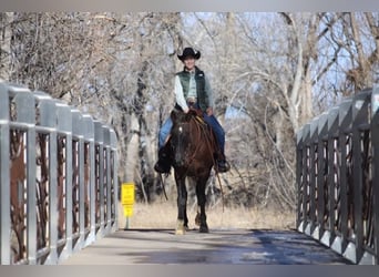 American Saddlebred, Gelding, 10 years, 14 hh, Black