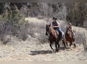 American Saddlebred, Gelding, 10 years, 14 hh, Black