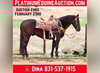 American Saddlebred, Gelding, 10 years, 14,3 hh, Bay