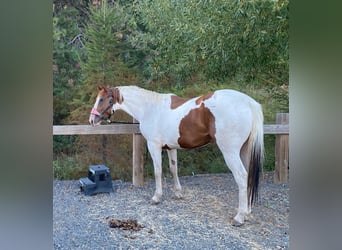 American Saddlebred, Gelding, 12 years