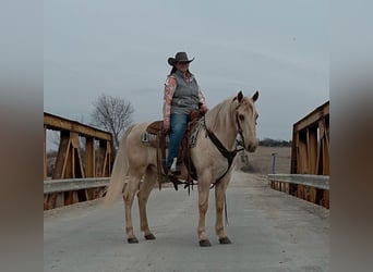 American Saddlebred, Gelding, 13 years, 13 hh, Palomino