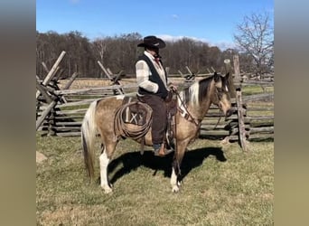 American Saddlebred, Gelding, 13 years, 14,2 hh, Buckskin