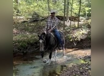 American Saddlebred, Gelding, 13 years, 14,2 hh, Buckskin