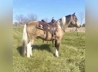 American Saddlebred, Gelding, 13 years, 14,2 hh, Buckskin