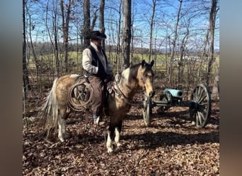 American Saddlebred, Gelding, 13 years, 14,2 hh, Buckskin