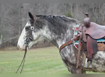 American Saddlebred, Gelding, 13 years, 14,3 hh, Roan-Blue