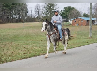 American Saddlebred, Gelding, 13 years, 14,3 hh, Roan-Blue