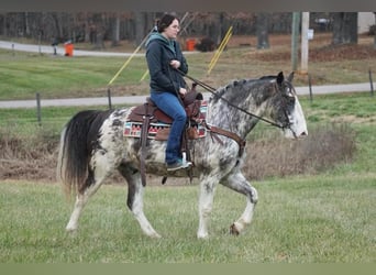 American Saddlebred, Gelding, 13 years, 14,3 hh, Roan-Blue