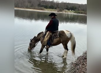 American Saddlebred, Gelding, 13 years, 14 hh, Buckskin