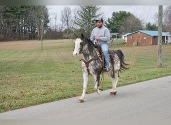 American Saddlebred, Gelding, 13 years, 14 hh, Roan-Blue