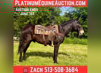 American Saddlebred, Gelding, 14 years, 15,1 hh, Black