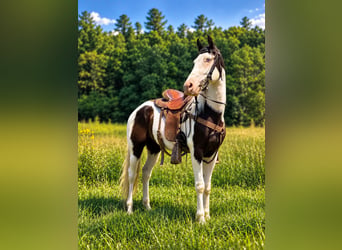 American Saddlebred, Gelding, 4 years, 14 hh, Black