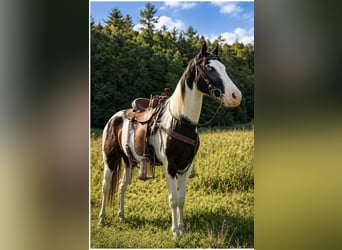 American Saddlebred, Gelding, 4 years, 14 hh, Black