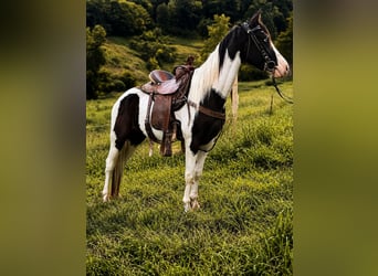 American Saddlebred, Gelding, 4 years, 14 hh, Black