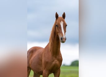 American Saddlebred, Gelding, 5 years, 16 hh, Chestnut-Red