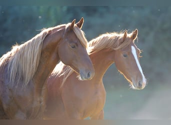 American Saddlebred, Gelding, 5 years, 16 hh, Chestnut-Red