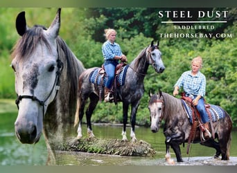 American Saddlebred, Gelding, 6 years, 15.3 hh, Grey-Dapple