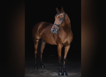 American Saddlebred, Gelding, 8 years, 16 hh, Bay