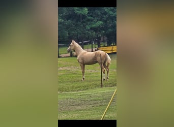 American Saddlebred, Hengst, 1 Jaar, 142 cm, Palomino