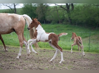 American Saddlebred, Hengst, 1 Jaar, 165 cm, Gevlekt-paard