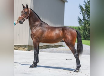 American Saddlebred, Hengst, 1 Jahr, 160 cm, Brauner