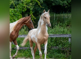 American Saddlebred, Hengst, 2 Jahre, 165 cm, Schecke