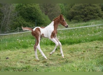 American Saddlebred, Hengst, 3 Jaar, 165 cm, Gevlekt-paard
