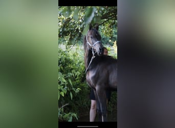 American Saddlebred, Hengst, 19 Jaar, 162 cm, Donkerbruin