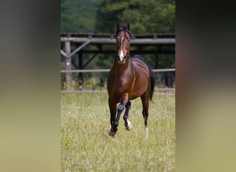 American Saddlebred, Hengst, 19 Jaar, 162 cm, Donkerbruin