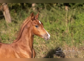 American Saddlebred, Hengst, 19 Jahre, 162 cm, Dunkelbrauner