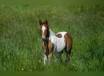 American Saddlebred, Hingst, 1 år, 165 cm, Pinto