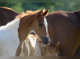 American Saddlebred, Hingst, 1 år, 165 cm, Pinto