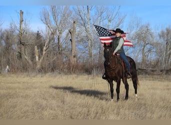 American Saddlebred, Hongre, 10 Ans, 142 cm, Noir