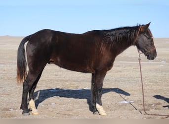 American Saddlebred, Hongre, 10 Ans, 142 cm, Noir