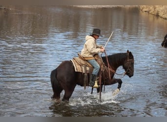 American Saddlebred, Hongre, 10 Ans, 142 cm, Noir