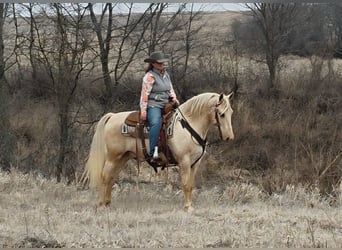 American Saddlebred, Hongre, 13 Ans, 132 cm, Palomino